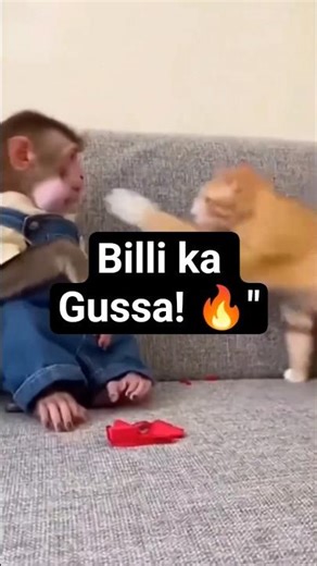 Monkey 🐒 ne kiya Cat 🐱 ke saath prank! 😂 #shorts #funny