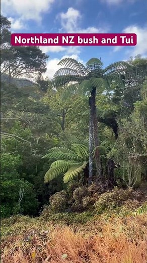 Beautiful NZ Tui birds singing in native forest