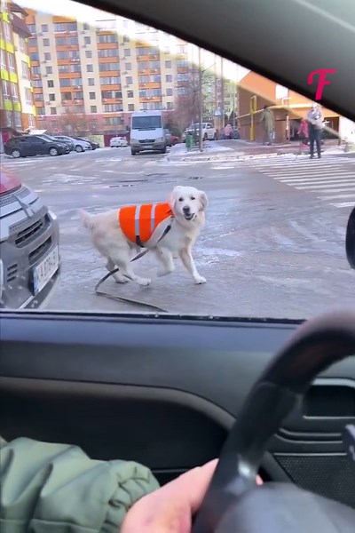 Blind man safely crosses the road, thanks to his loyal guide dog