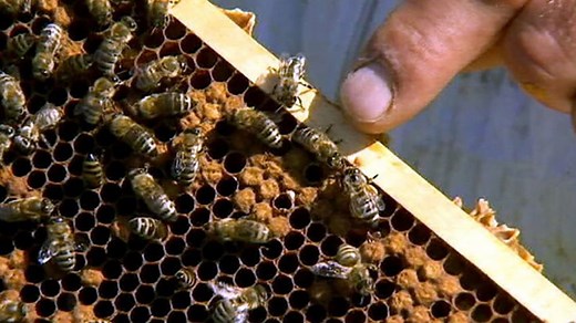 How Bees Make Honey | Step-by-Step Process | Britannica
