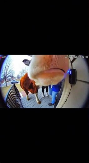 When a Cow Rings Your Doorbell! 🐄🔔
