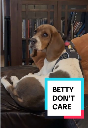 Betty the Basset Hound: A Dog's Perspective