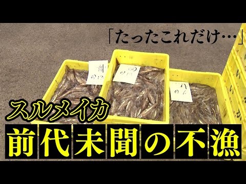 「たったこれだけ…」 スルメイカ初水揚げが”前代未聞の不漁” 11隻出漁し3隻が”漁獲量ゼロ” 朝市名物のイカ釣りは1匹1200円に 北海道函館市