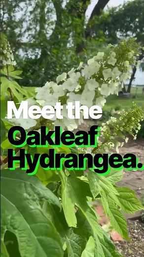 🍂 Oakleaf Hydrangea: The Secret to Year-Round Garden Magic!