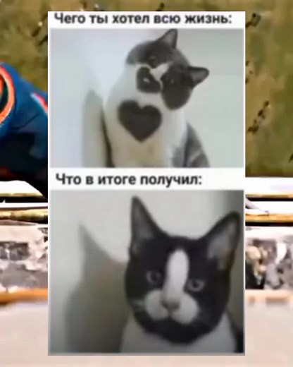 Humorous Cat Comparison: Outdoor vs Indoor Life