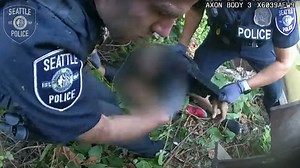 Swarm of wasps attack Seattle officers, carjacking suspect during arrest