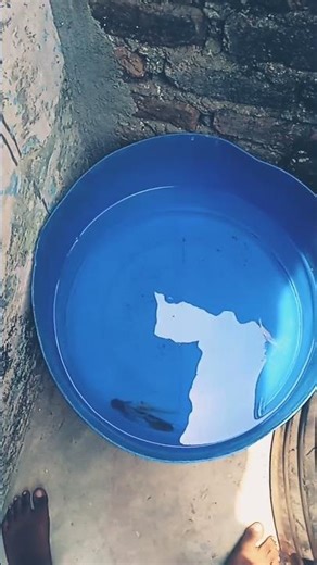 monster fish pond update with new fish @# please subscribe to my chennel