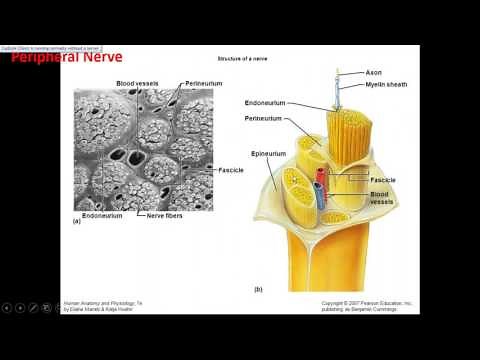The Value of Ultrasound Imaging in Peripheral Nerve Pathology