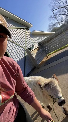 Poppy & Petunia Mini Cows Explore a New Pasture