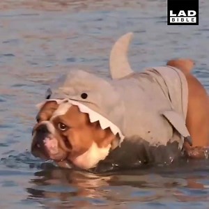 4.8M views · 44K reactions | SHARK ATTACK 麗 | LADbible | Facebook