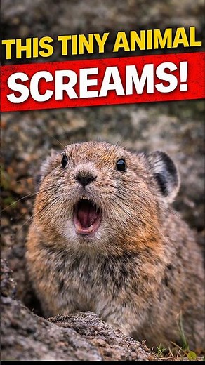 This Tiny Animal Screams!