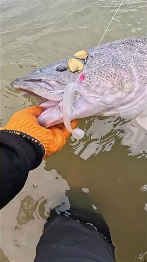 Big Murray Cod on the TT Tornado+ Spinnerbait! #fishing #shorts #murraycod #spinnerbait #lurefishing