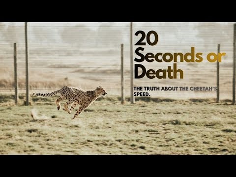 The 20-Second Predator | What Makes the Cheetah the Ultimate Hunter
