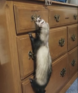 A Fiercely Determined Little Ferret Attempts to Open a Dresser Drawer Using Her Entire Body