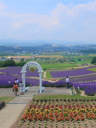 ラベンダーの思い出 満開のラベンダー畑 富良野 北海道 日の出公園