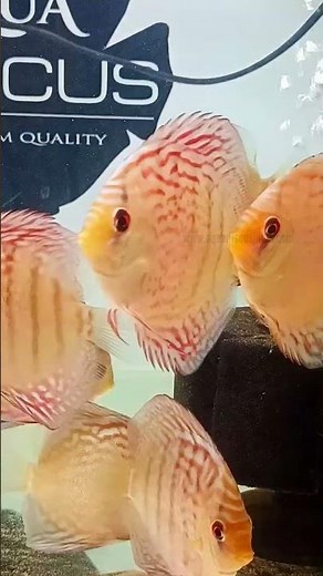 Quality Discus | 950₹ per piece | Red Turquoise | Unbeatable Price | Aqua Discus India | #aquarium