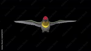 Hummingbird - Ruby Topaz - Flying Loop - Front View CU - Naturalistic realistic 3D animation with alpha channel isolated on transparent