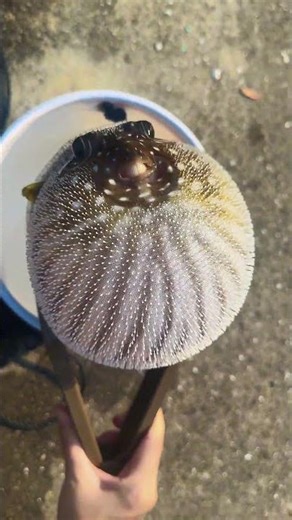 吹个球吹个大气球～感觉这河豚要气炸了～#神奇动物在抖音 #河豚