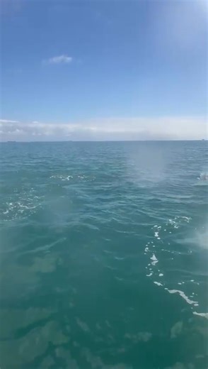 14 reactions | I'm transitioning from running to openwater swimming and it has been nothing but magical Over the last few months we have been fortunate to bump into these beauties at almost every single swim There's really just no words 1km out @Hobie, PE.....what a gift I am grateful 李 | Tracey Trace | Facebook