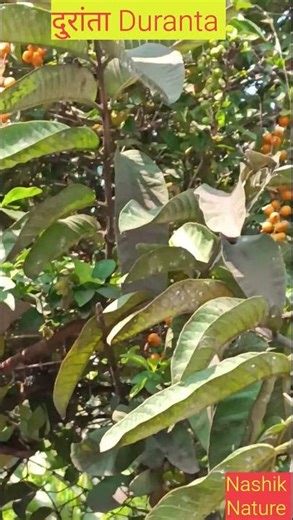 दु्रांता Duranta #duranta #durantabarta #shorts #nature #tree #viral #duro #love #trading