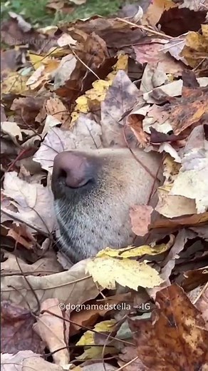 Dog Loves Playing with Leaves 🍂🐶 | Pure Joy & Cute Moments!