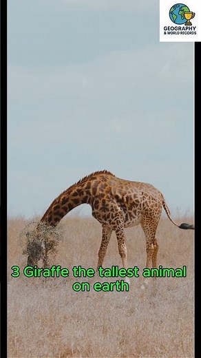 Top 5 Most Amazing Animal World Records!#animal facts, #fastest animals,, world records, #wildlife