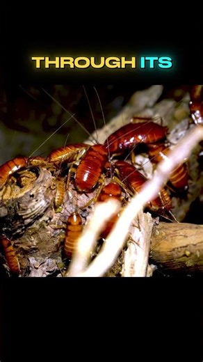 This Animal Can Live Without Its Head 😱