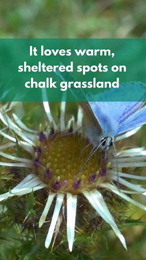 The Adonis Blue butterfly is perhaps the iconic chalk grassland species, where it feasts on Horseshoe Vetch. The pupae of the Adonis Blue has a unique relationship with yellow meadow ants, where the ants act as guardians of the developing butterfly. In their pupae form, the butterfly secretes a honey-like substance which the ants consume. In return for this, the ants will fend off potential predators. Now, the ants are only able to maintain a home on chalk grassland because of managed grazing, w