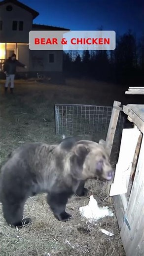 BEAR AT THE COOP — CHICKEN ESCAPES 🐻🐔