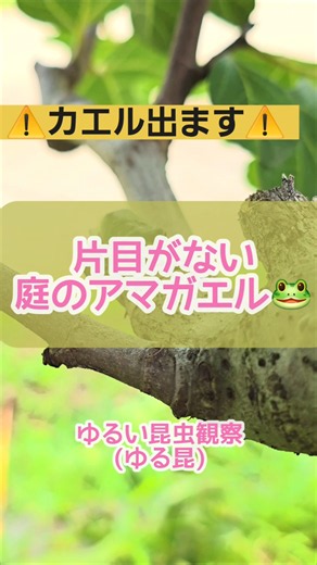 庭の片目がないアマガエル🐸あの子？ #カエル #ゆる昆