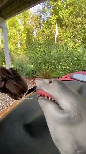 SHARK PUPPET PLAYS POOL IN A POOL