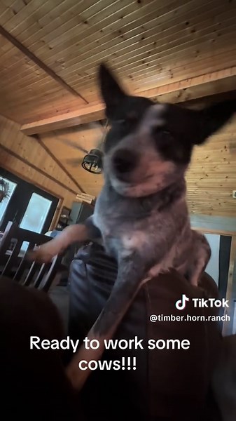 Timber Horn Ranch: Working Cows with Blue Heelers
