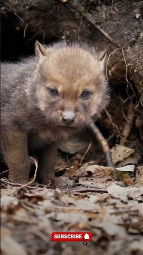 Before & After Animals Growing Up: Spectacular Life Cycles! #4 #animals #2026 #lifecycle
