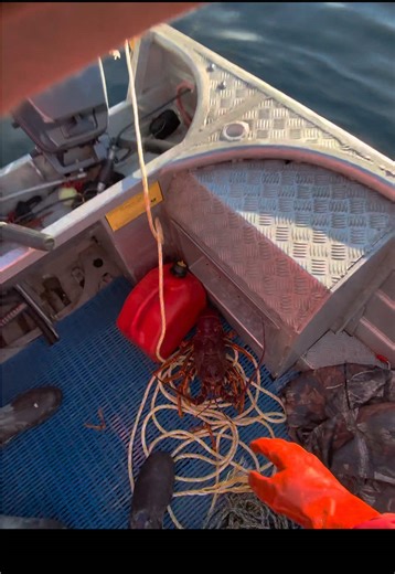 Discover the Exciting World of Cray Fishing in Tasmania