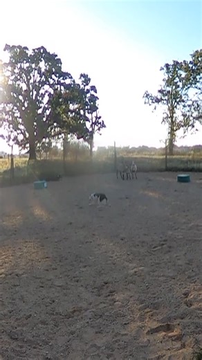 293 reactions · 50 comments | I get asked this question a lot. How do I work several dogs at one time. In this video I try explaining how I do that. Hopefully it makes sense. #Workingdogs #dogs | Cluck Ranch | Facebook