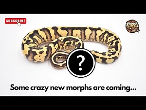 RARE New Ball Python Morphs: Atomic, Tornado, Sunset, Stranger, Monsoon!