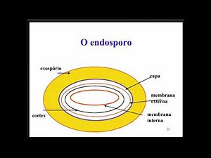Aprenda Plugado - BACTERIOLOGIA - Aula 04, Slide 25 - O endosporo