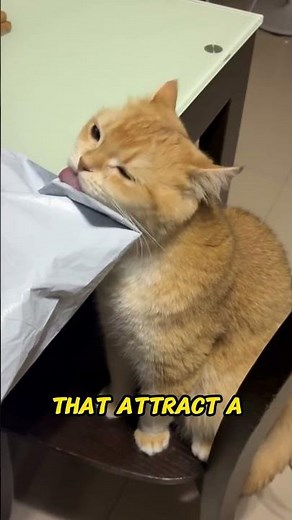 Why Cats Lick Plastic – A Strange but Common Habit