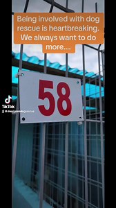 Not only do we support rescuers, but we also help rehome dogs from the public shelter. Next month, these 5 dogs have the opportunity to be rehomed in the UK via our rehoming partner. Please continue to support the work we do 💗🐾💙. #dogrescue #charity #dogs #BetterLifeIsComing | EverMore Dog Rescue