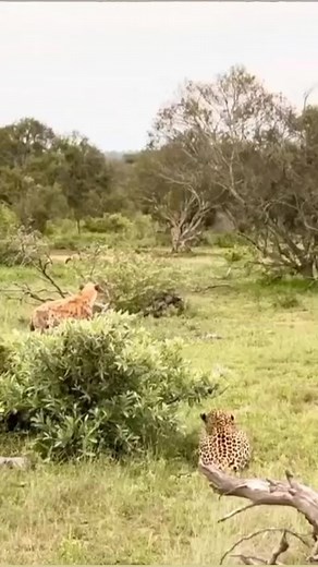 1.8M views · 9.5K reactions | Discover whats hidden Tanzania safari...