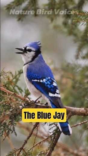 The Blue Jay | Cyanocitta cristata #birds #birdsong #birdsounds