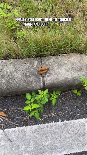 32K views · 402 reactions | LINK IN BIO - Buy this Pet Poop Scooper for 50% OFF!  Sale Ends Soon ⏳  Press link in @husky.loyal Bio to Shop!  SAVE 50% Off Limited Time Only at: @husky.loyal | Husky.loyal | Facebook