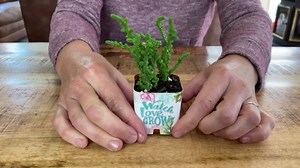 PRODUCT80 Burlap Print Succulent Wraps Wedding Favors for 2" Pots | Baby Shower, Bridal, Engagement Party | Peel and Stick Stickers | Does NOT Include Succulents. (100, Burlap Thank You Wreath)