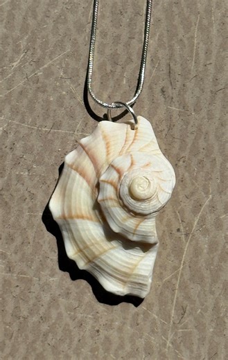 Authentic Lightning Whelk Shell Pendant With Silver Snake Chain Necklace Sea Glass Beachcombing Jewelry Handmade Unique - Etsy