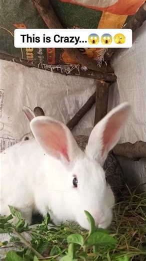 They're About to Give Birth… But Still Eating Like This! 🐰😳 #lizrabbits #rabbits