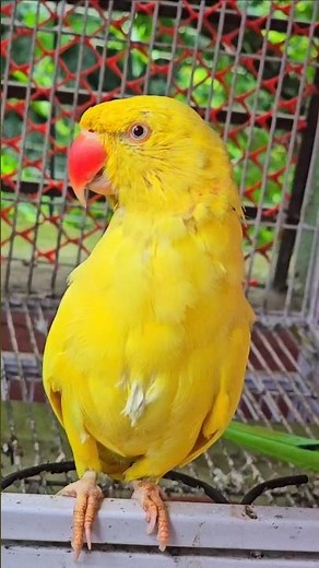 Yellow Ringneck Parrot 💛 | Beautiful Yellow Indian Ringneck Parrot