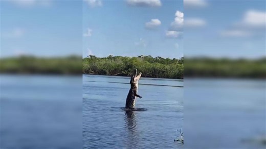 Viral video: Giant alligator leaps out of water to catch Florida man's drone