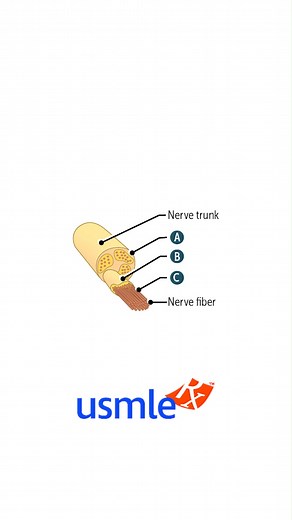 What's the answer? #LoveHowYouLearn #MedEd #MedSchool #MedicalSchool #MedStudent #Step1 #USMLE #USMLEStep1 #FutureDoctor #FutureDoc #FutureDo | USMLE-Rx