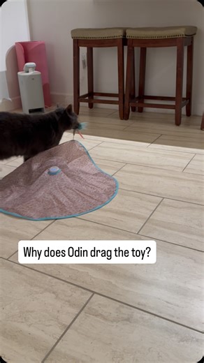 Odin Of Midgard on Instagram: "This is normal cat behavior, right? 😁 #odinofmidgard #catplaying #asmr #cattrilling"