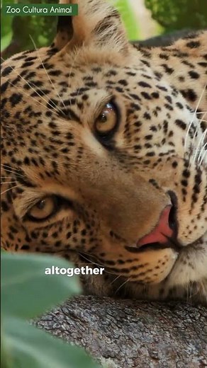 This Leopard Eats a Cheetah in a Tree!